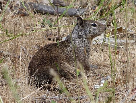 Otospermophilus Beecheyi California Ground Squirrel Flickr