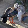 Orinoco Goose British Waterfowl Association