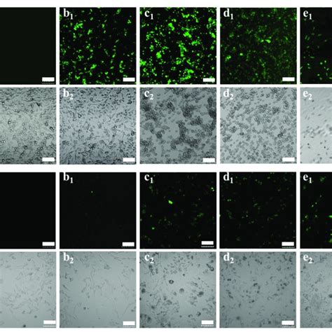 A Fluorescent Micrographs Of A549 Cells Transfected With Different