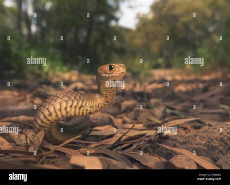 La Serpiente Marr N Oriental Pseudonaja Textilis En Un Parque De