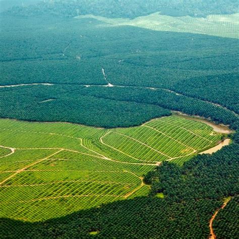 Gunung Leuser National Park - Endangered Ecosystems