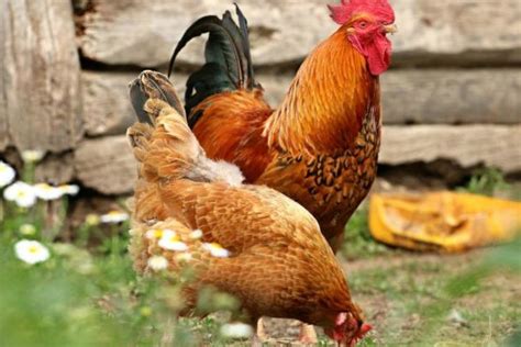 ¿cuál Es La Diferencia Entre Pollo Gallina Y Gallo Gallinas Ponedoras