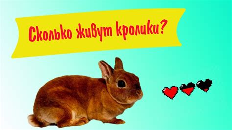 Сколько живут декоративные кролики дома: продолжительность жизни ...