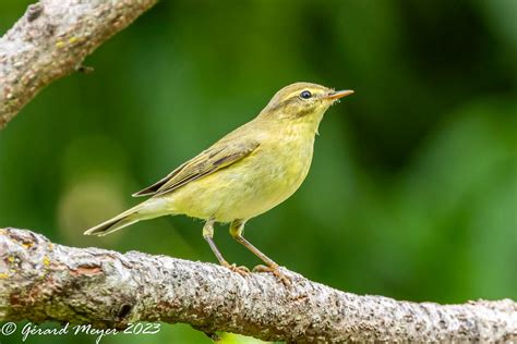 Pouillot véloce 2023 08 13 410A6346 R7 Phylloscopus collyb Flickr