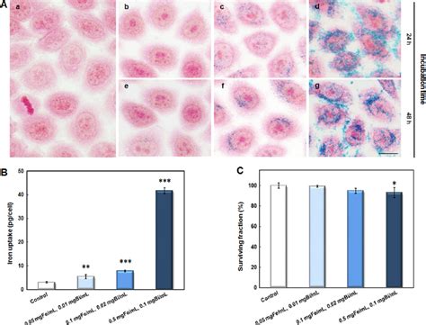 Nanoparticle Cell Interactions A Images Of Prussian Blue Staining