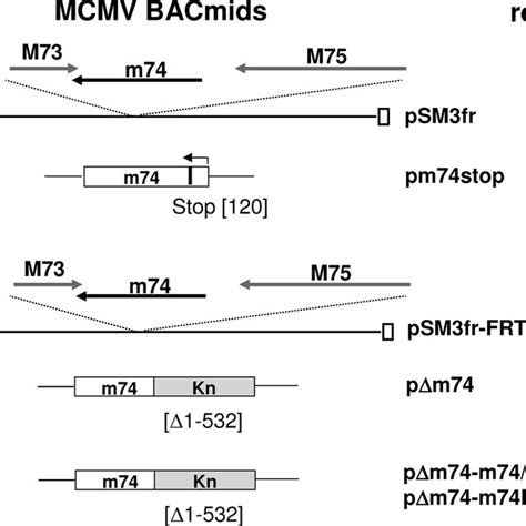 Schematic Representation Of The MCMV M74 Knockout Mutants The M74