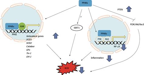 Figure 2 From Peroxisome Proliferator Activated Receptors Regulate