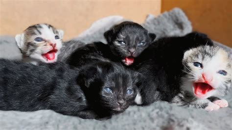 Baby Kittens Open Their Eyes For The First Time Youtube