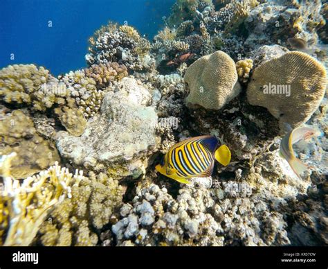 Coral And Fish In The Red Sea Egypt Stock Photo Alamy