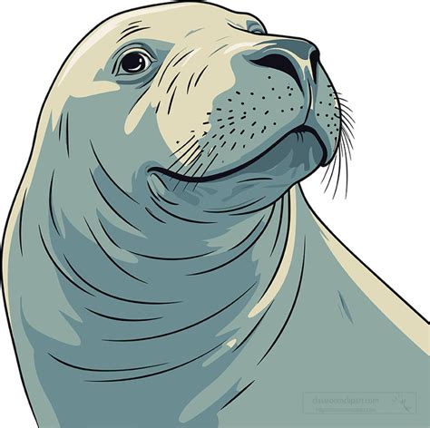 Seal Clipart-elephant seal face