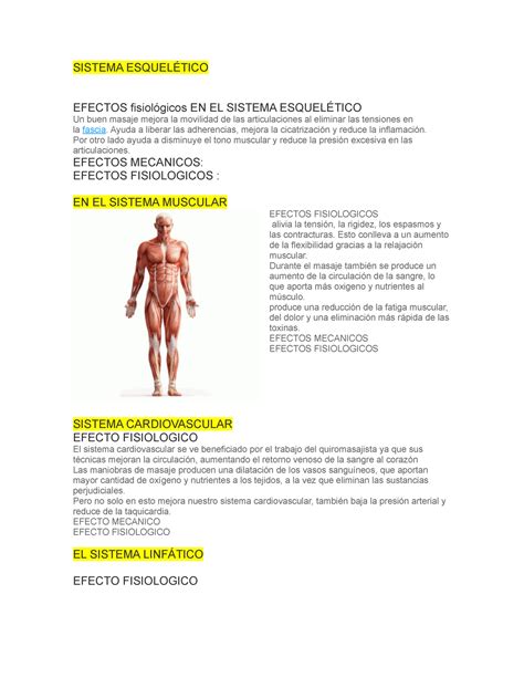 Masoterapia Apuntes De Anatomia Sistema Esquel Tico Efectos