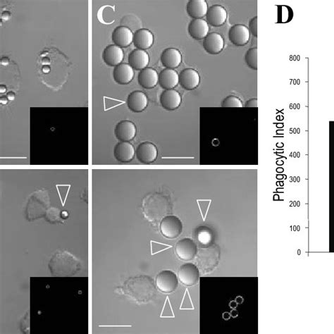 Colchicine decreases pseudopod formation and extension in macrophages ...