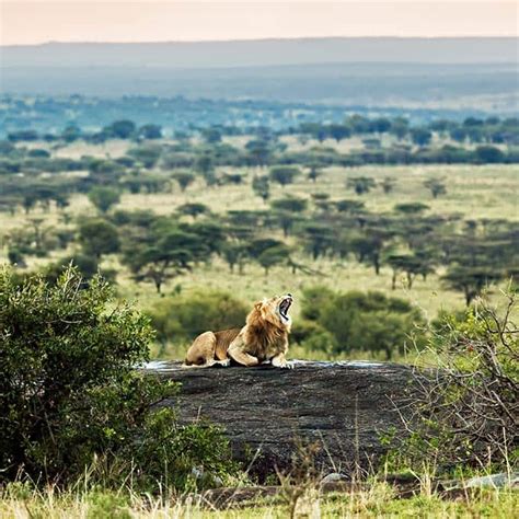 Wildlife In Serengeti National Park Tanzania