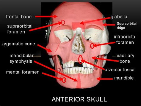 AXIAL SKELETON SKULL TUTORIAL frontal bone glabella Supraorbital