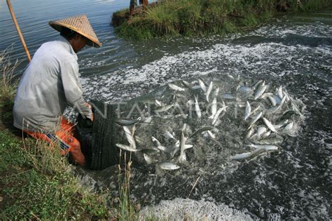 Panen Ikan Bandeng Antara Foto