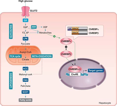 Integration Of Chrebp Mediated Glucose Sensing Into Whole Body