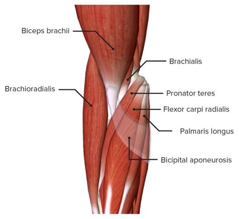 Cubital Fossa: Contents & Anatomy | Concise Medical Knowledge