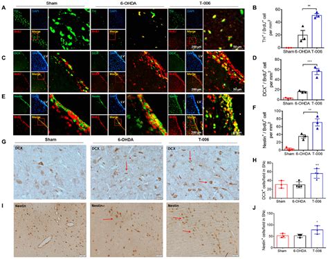 Neuroprotective And Neurogenic Effects Of Novel Tetramethylpyrazine