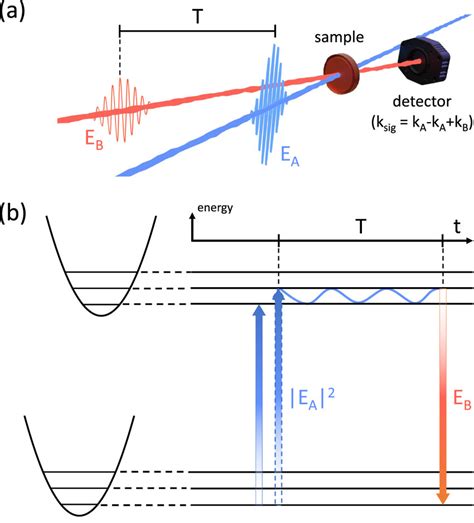 A Experimental Schematic Of Pump Probe Spectroscopy Involving