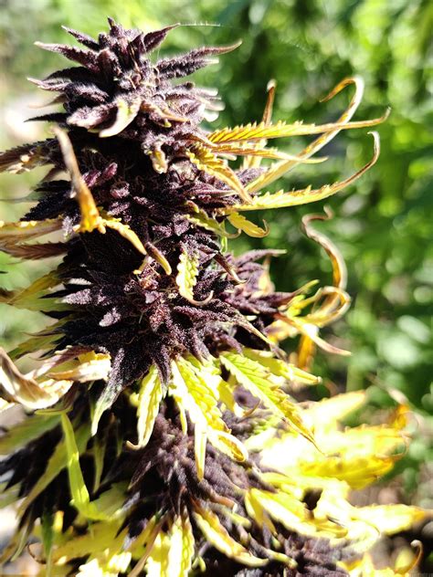 Purple Cookie Kush Sensi Seeds Cannabis Strain Info