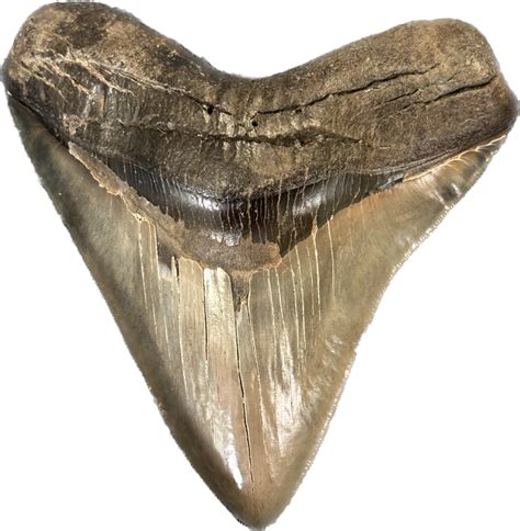 Rare Megalodon Tooth For Sale Authentic S Georgia Specimen With