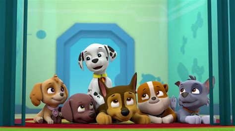 Paw Patrol Helfer Auf Vier Pfoten S F Im Tv Programm