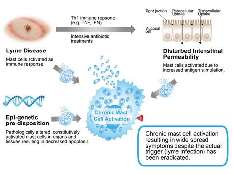 Chronic Lyme Disease – MC Sciences