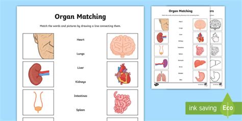 Organs Word And Picture Matching Worksheet Worksheet