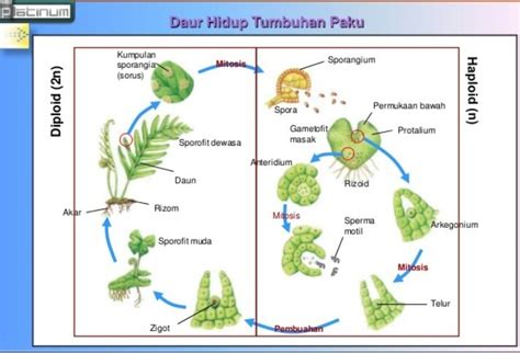 22 Daur Hidup Tumbuhan