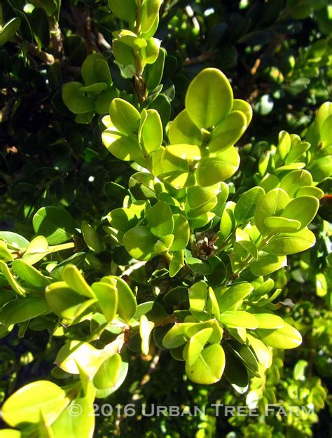 Buxus Microphylla Japonica Green Beauty Column Urban Tree Farm Nursery