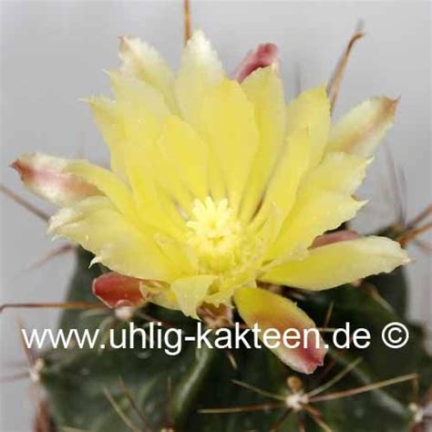 Ferocactus Hamatacanthus Ssp Sinuatus Jaumave Tamaulipas Mexiko