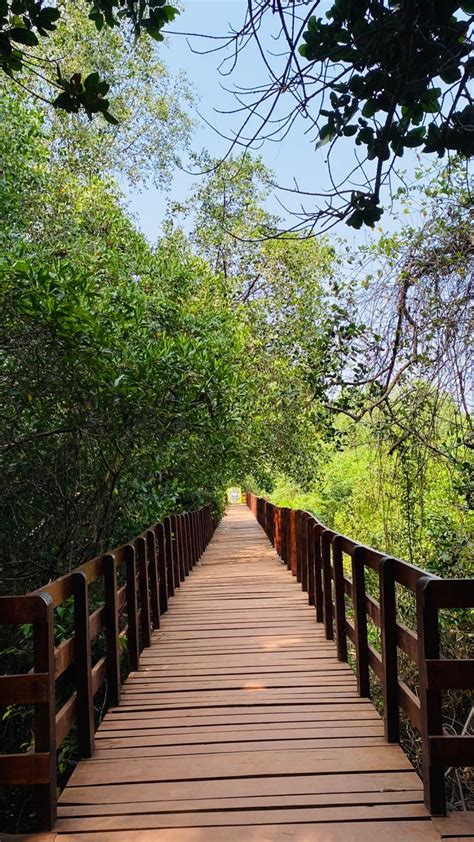 Honnavar Mangrove Boardwalk