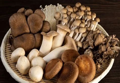 Sợi Nấm Giải Pháp Thay Thế Cho Vật Liệu Xây Dựng Trong Tương Lai