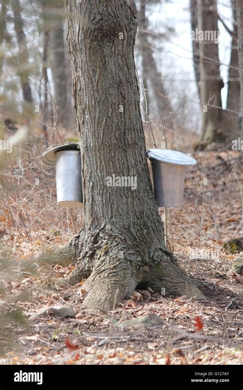 Metal Pails On Trees For Collecting Sap To Produce Maple Syrup Stock