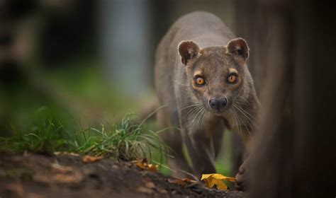 Ces Animaux Sont Les Plus Tranges Du Monde