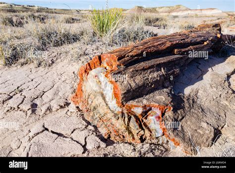 colorful cross section of Petrified wood tree log segment exposed in the soils of Petrified ...