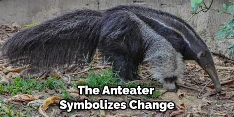 Anteater Spiritual Meaning Symbolism And Totem 2022