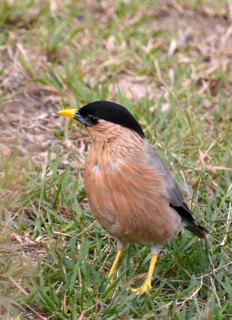 Yellow Beak Black Head Brown Bird Taken In Ooty Area Tam Flickr