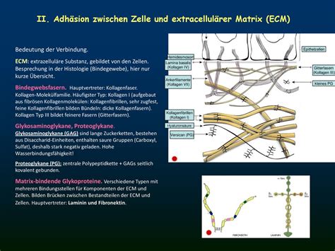 Zelladhäsion Zellkopplungsstrukturen Epithelzelle ppt herunterladen