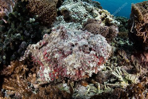 Un Pez Piedra Altamente Venenoso Synanceia Verrucosa Se Mezcla En Un