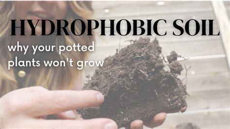 Identifying And Fixing Hydrophobic Soil Why Your Potted Plants Won T