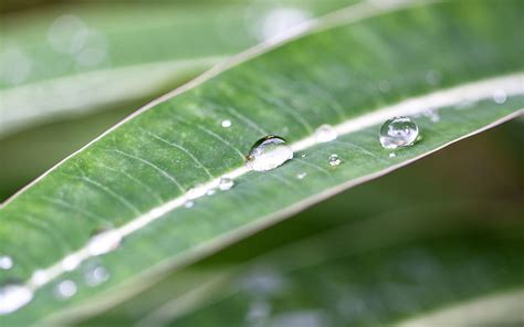 Nature Leaves Drops Plant Macro Dew Hd Wallpaper Pxfuel