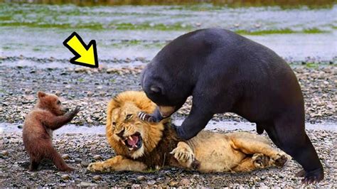 Top 40 Imagen Peleas De Leones Contra Osos Abzlocal Mx