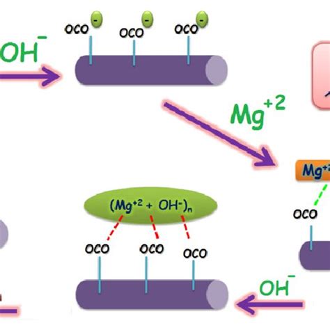 Schematic representation of the formation mechanism of Mg(OH) 2 ...