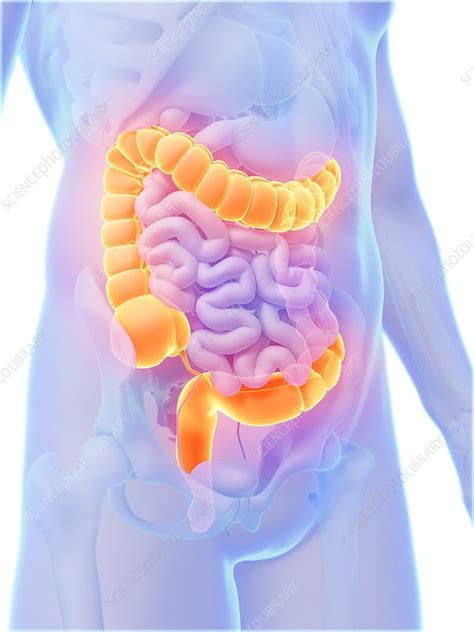 Human Intestine Illustration Stock Image F Science Photo