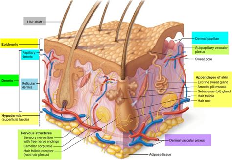 Dermis - Layers, Papillary Layer, Function - Epidermis