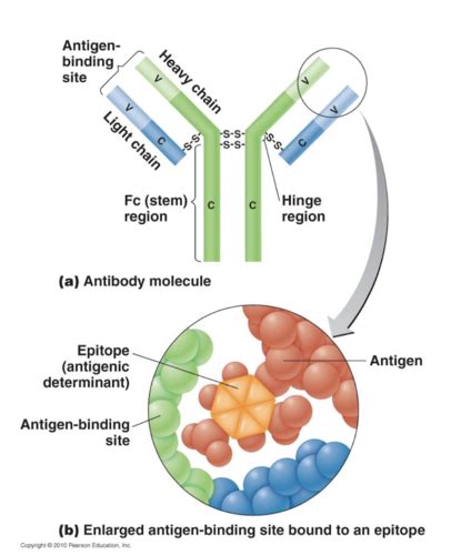 Lecture Adaptive Immunity Flashcards Quizlet