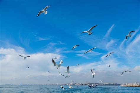 Premium Photo Seagulls Fly In The Sky With Their Wings Spread