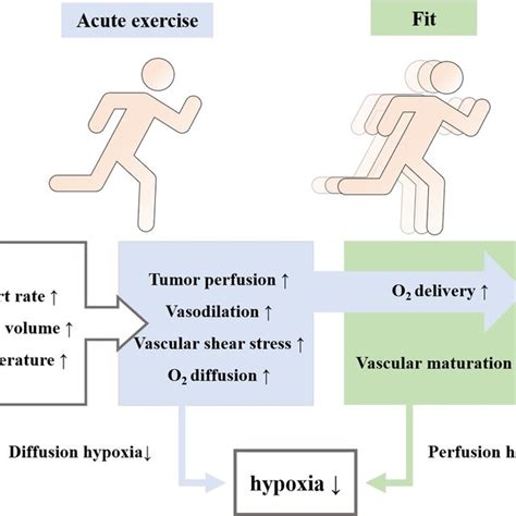 Schematic Diagram Of The Antitumor Mechanisms Of Aerobic Exercise