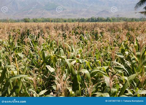 Agriculture And Agribusiness Green Field Of Corn Growing Up In Farm